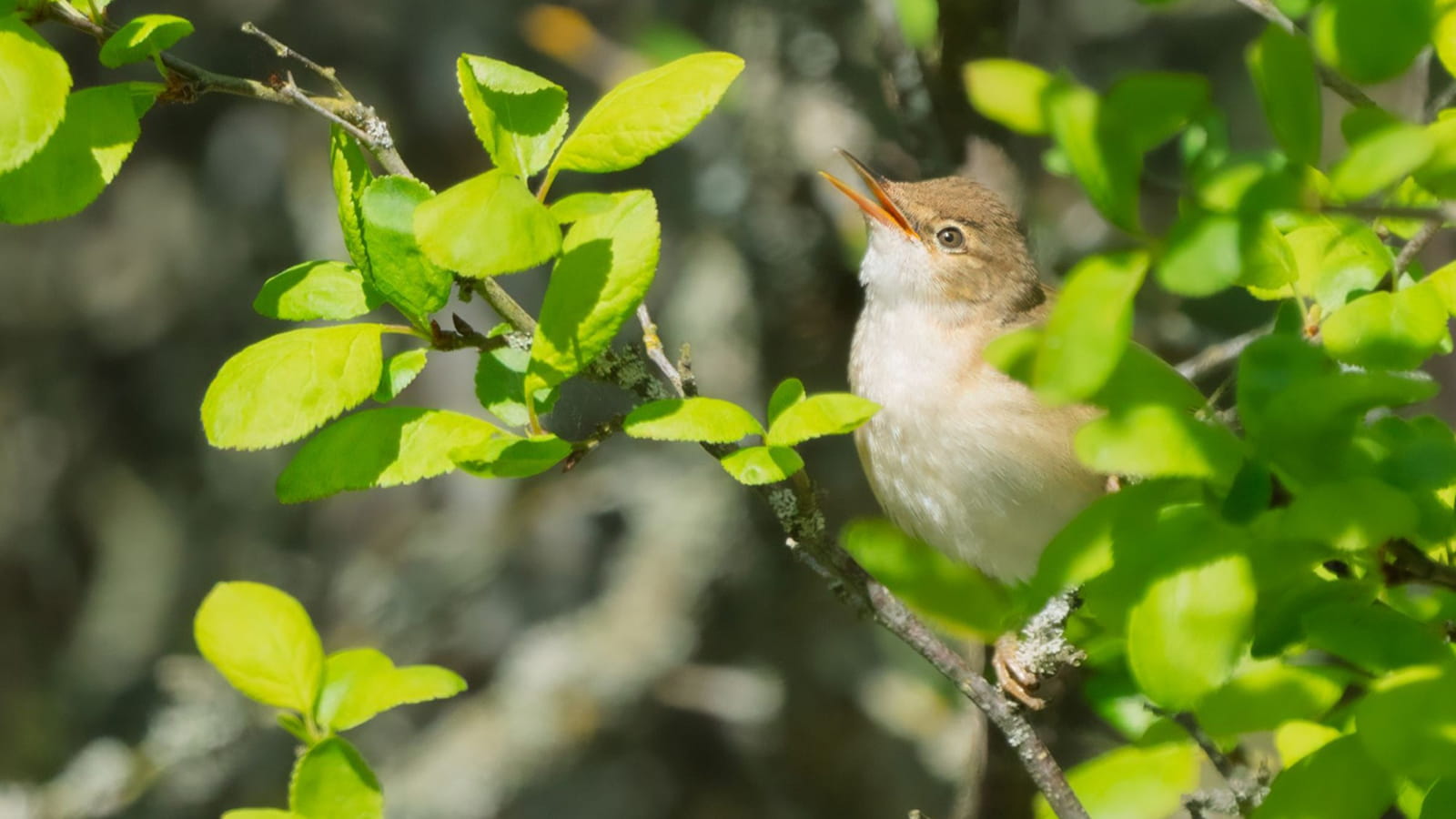 Säästöpankin brändikuva.