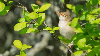 Säästöpankin brändikuva.