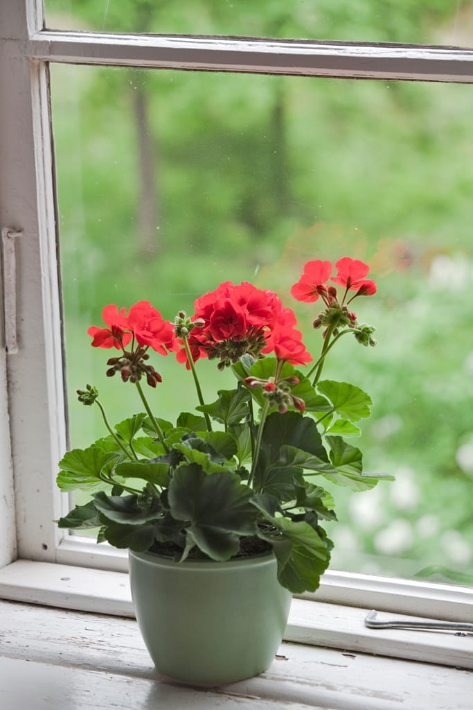 Kukka ikkunalaudalla