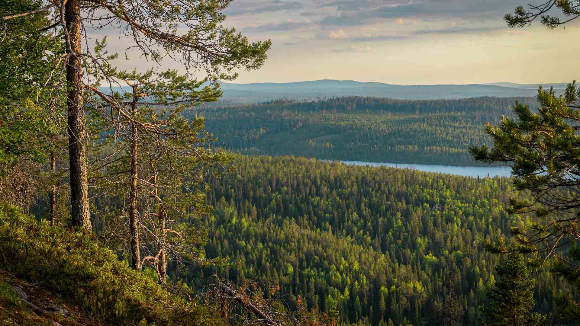 Säästöpankin brändikuva.
