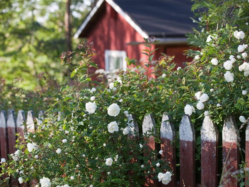 Punainen kesämökki ja aita