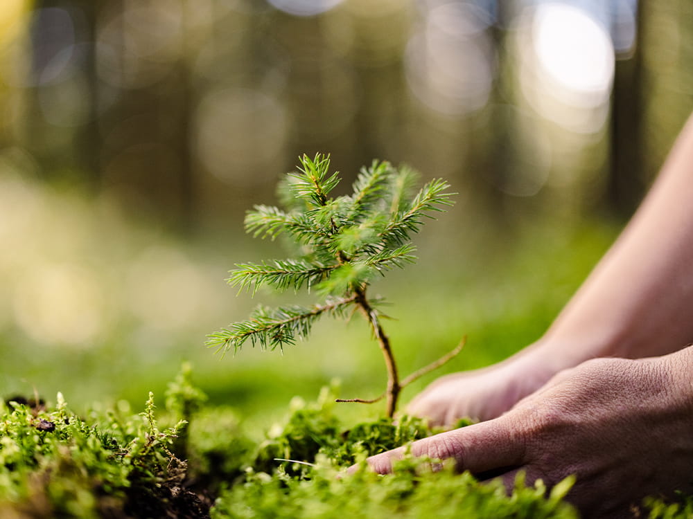Sparbankens varumärke bild.